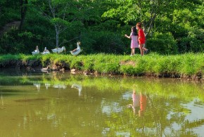 최우수상[스마트폰] / 안녕 거위친구야 /  경남 양산시 통도사