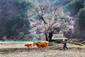 입선[일반카메라] / 나의 살던 고향은 /  삼척 풍곡리