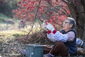 입선[일반카메라] / 수확의 기쁨 /  경북 의성군 사곡면