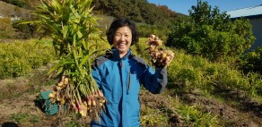 입선[휴대폰] / 생강수확의 기쁨 /  남상면 생강밭