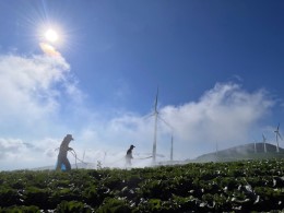 입선[휴대폰] / 구름위 농사 /  강원도 태백시 매봉산