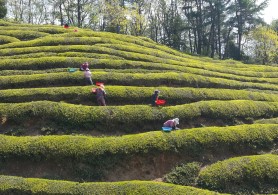 입선[휴대폰] / 녹차잎따기 /  전남보성군회천면영천리