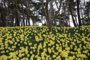 입선[일반카메라] / 수선화가있는풍경 /  서산유기방가옥
