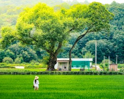 입선[일반카메라] / 만남 /  경상북도 군위군