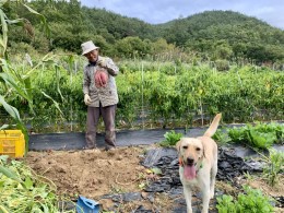 입선[휴대폰] / 고구마 먹을 생각 /  경상북도 청송군 현동면