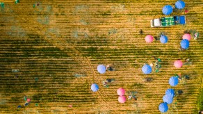 입선[일반카메라] / 대파수확 /  경기도 안성