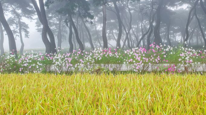 입선[휴대폰] / 임한리의 가을 /  충북 보은군 탄부면 임한리리