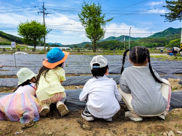 입선[휴대폰] / 모종심는날 호기심가득 /  강원도 홍천 남면