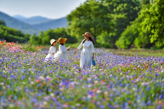 입선[일반카메라] / 함안 꽃길 /  함안군 법수면 윤외리