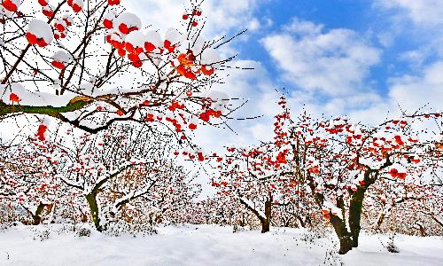 입선[사진] / 과수원의 설경 /  전남 나주시 공산면 동천리