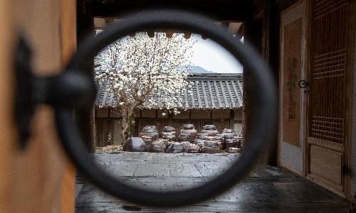 입선[사진] / 목련이필때면 /  전남 구례군 토지면 운조루
