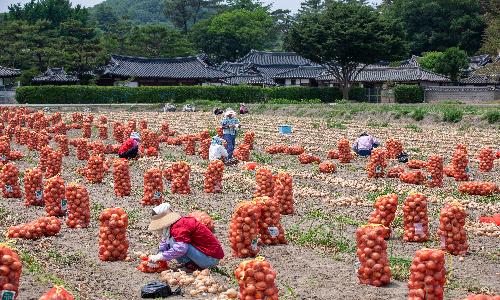 입선[사진] / 양파수확 /  경남 창녕군