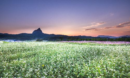 입선[사진] / 메밀꽃 /  전북 진안군