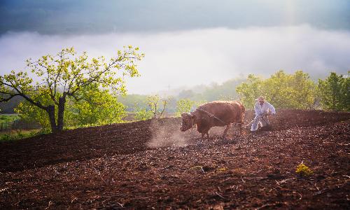 입선[사진] / 향수 /  전북 임실군