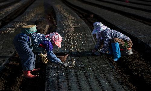 입선[사진] / 마늘심기 /  강원 원주시
