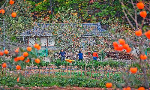 입선[사진] / 홍시를 사수하라 /  강원 동해시