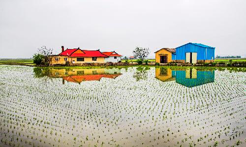 입선[사진] / 논위에 그려진 그림 /  충남 당진시