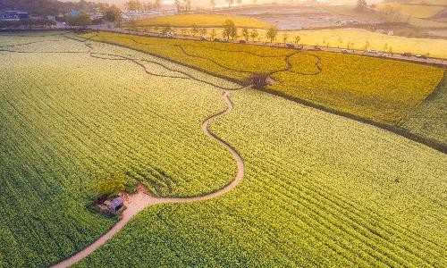입선[사진] / 청보리밭의 아침 /  전북 고창군