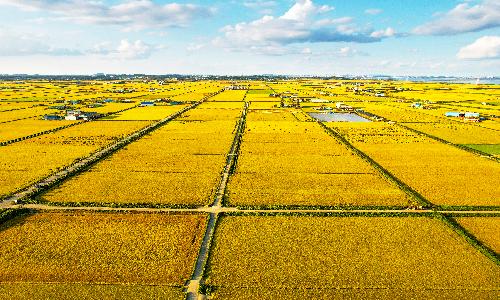 입선[사진] / 황금 들녘 /  충남 당진시