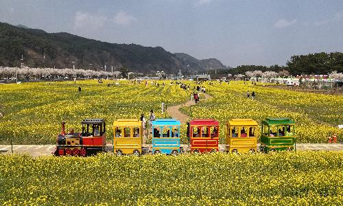 입선[사진] / 유채꽃 꼬마기차 /  강원 삼척