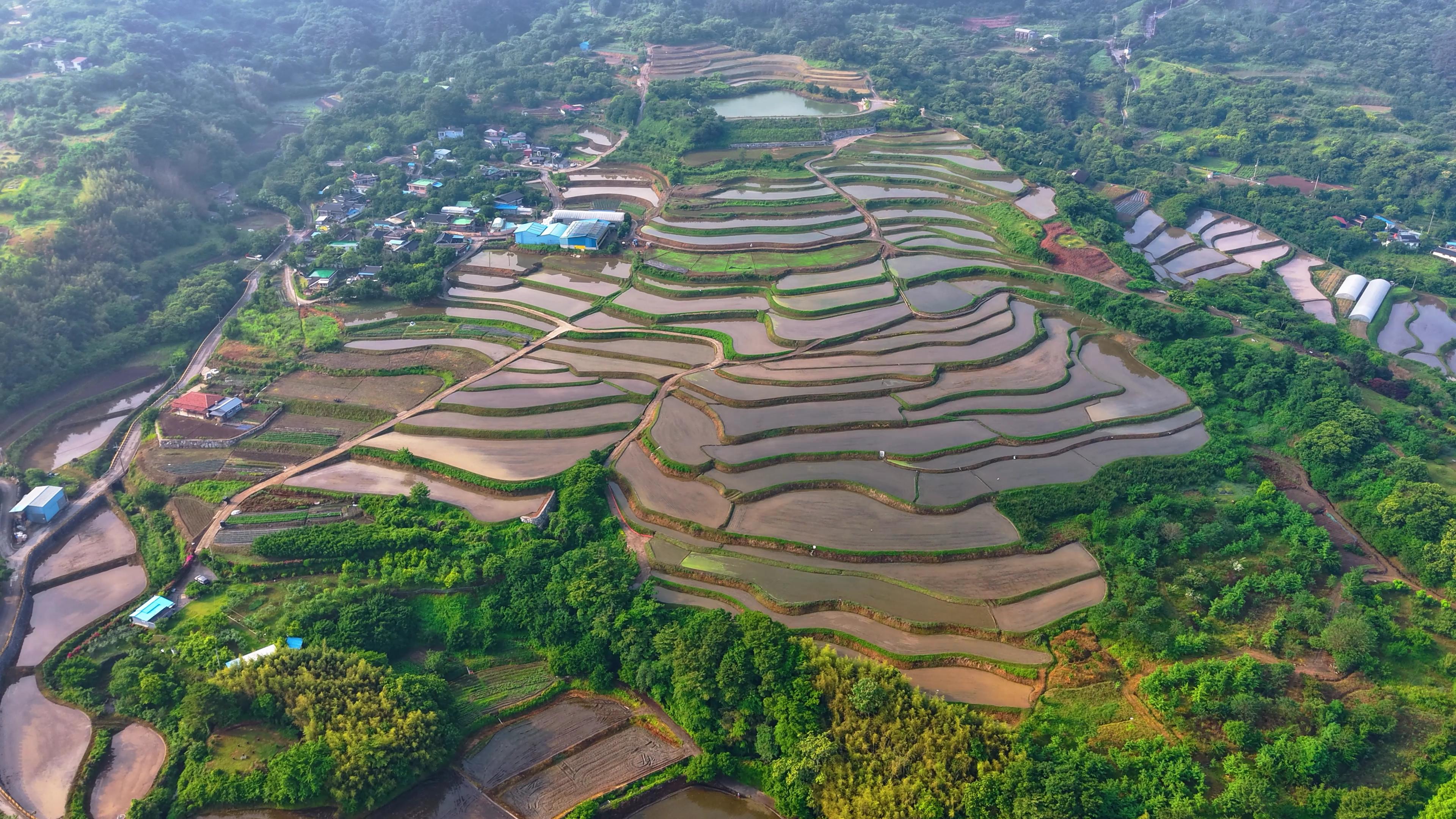 입선[영상] / 구례 사포마을 다랭이논 /  구례군 산동면