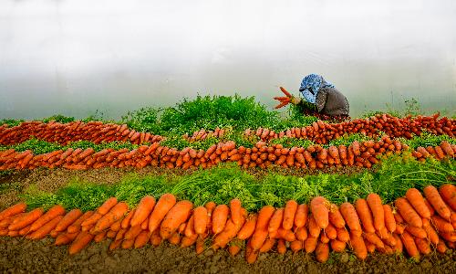 입선[사진] / 당근수확 /  경남 밀양시