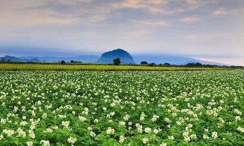 최우수상[사진] / 산방산과 감자꽃 /  제주