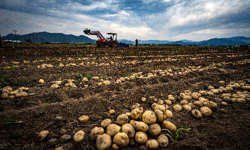 우수상[사진] / 감자수확 /  경남 밀양시
