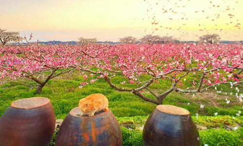 우수상[사진] / 복사꽃 필 무렵 /  경북 영천시