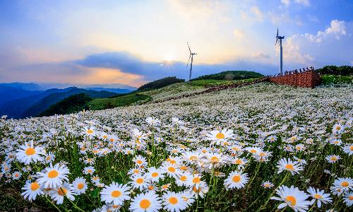 우수상[사진] / 바람과 꽃이 춤추는 언덕 /  강원 평창군