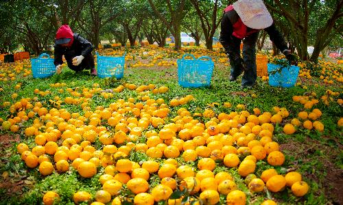 입선[사진] / 유자수확 /  전남 고흥군