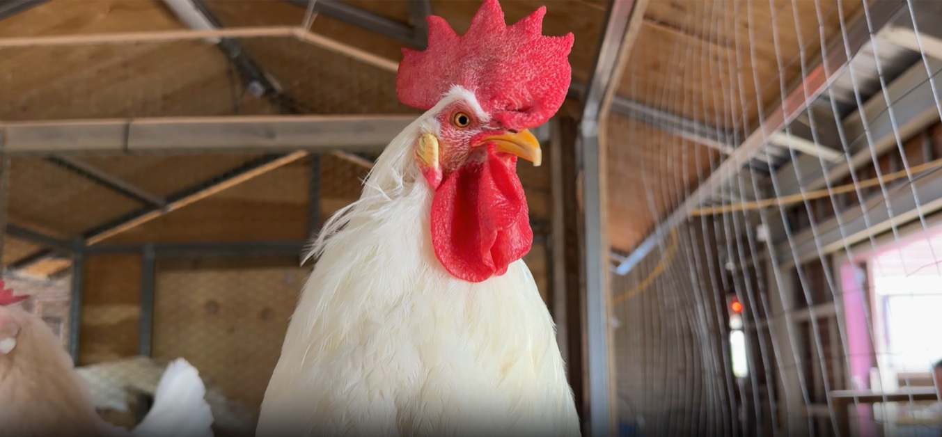 입선[영상] / 농촌무곡 /  전라북도 익산시