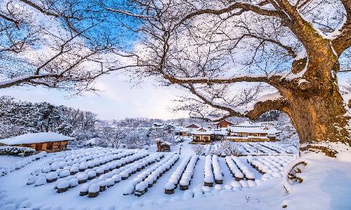 입선[사진] / 고요한 겨울의 숨결 /  충남 논산