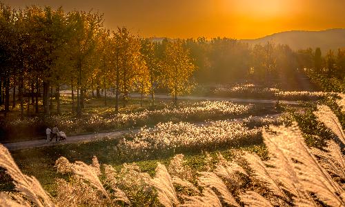 입선[사진] / 노을 따라 걷는 농촌의 오후 /  경북 고령