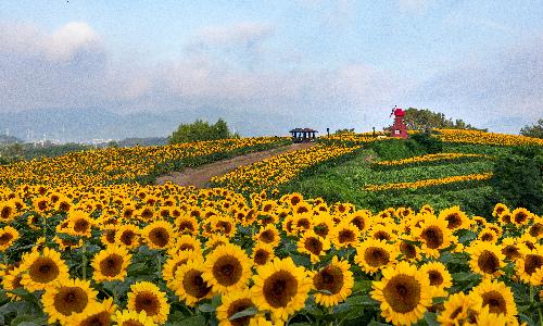 입선[사진] / 강주리 해바라기 /  경남 함안군