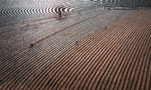 입선[사진] / 감자심기 /  경북 상주시