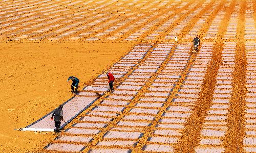입선[사진] / 양파 이종 준비작업 /  전북 고창군