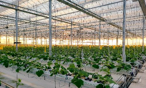 입선[사진] / 스마트팜의 노을 /  경북 상주시