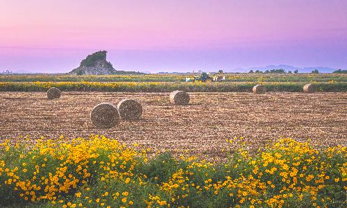 입선[사진] / 돌돌돌 마시멜로가 있는 풍경 /  전북 김제