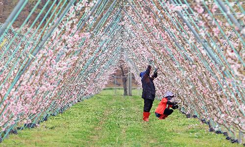 입선[사진] / 도화 솎아내기 /  경북 청도군