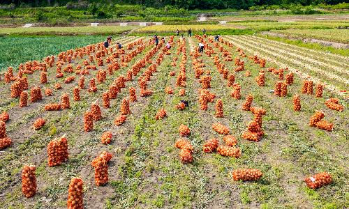 입선[사진] / 양파수확 /  경남 창녕군