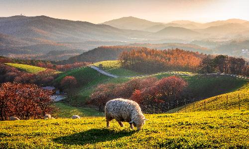 입선[사진] / 가을 늦 오후 /  대관령양떼목장