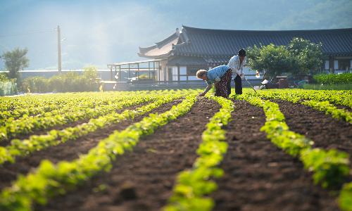 입선[사진] / 아침 햇살과 함께 /  경북 경주시
