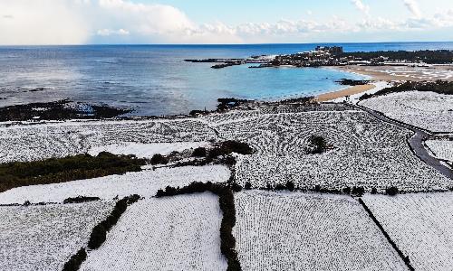 입선[사진] / 제주도 양배추밭 설경 /  제주 서귀포시
