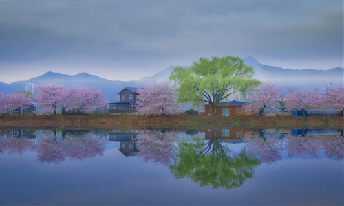 입선[사진] / 물안개 속 박제된 봄의 데칼코마니 /  경북 구미시