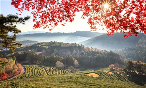 입선[사진] / 가을을 머금은 녹차밭 /  전남 보성군