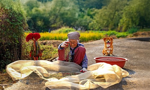 우수상[사진] / 할머니의 가을 추수 /  울산광역시 울주군