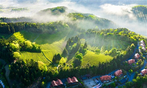 입선[사진] / 녹차밭의아침 /  전남 보성 녹차밭